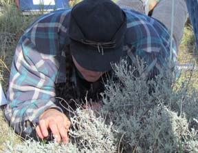 Sierra Holt gets up close and personal to identify a plant species.